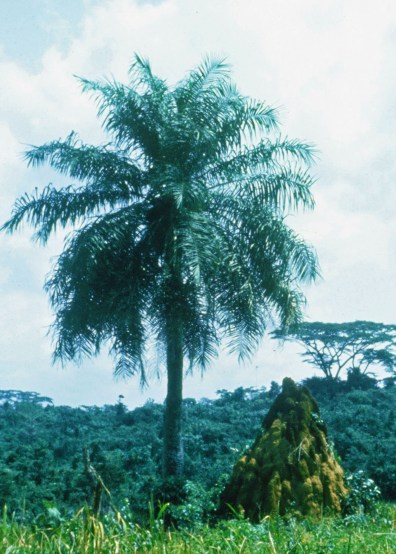 Bug a bug mound copy